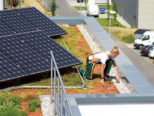 Roof gardener on a green roof with photovoltaics